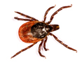 Ixodes ricinus